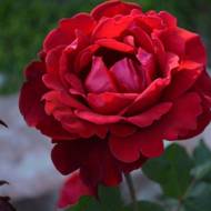 Троянда плетиста Дон Жуан