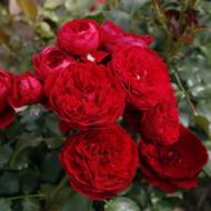 Троянда флорибунда Червона Шапочка