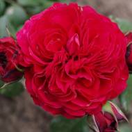 Троянда чайно-гібридна Ред Леонардо да Вінчі