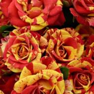 Троянда спрей Оранж Флеш