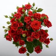 Троянда спрей Мірабель