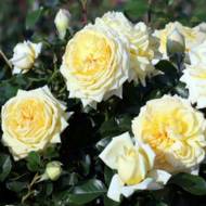 Троянда грунтопокривна Надя Меяндекор