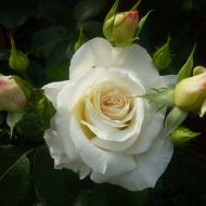 Роза плетистая Шнивальцер