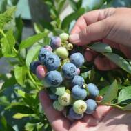 Саженец Голубика Дарроу