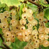 Саджанець Порічка Імператорська біла