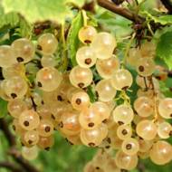 Саженец Белая смородина Императорская белая