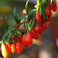 Саджанець Годжі Тібетське