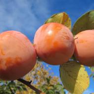 Саджанець Хурма Віргінська крупноплідна