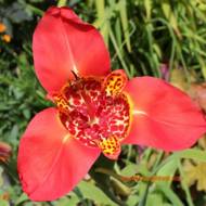 Тигридия Spesiosa за 4 шт.