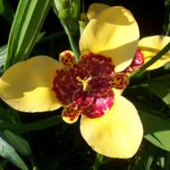 Тигридия Canariensis за 4 шт.