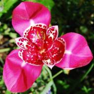 Тигридия Lilacea (5/7)