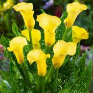 Калла Black Magic