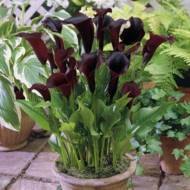 Калла Schwarzwalder