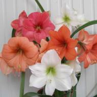 Комплект Гиппеаструм из 3-х сортов