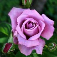 Роза чайно-гибридная Блю Нил
