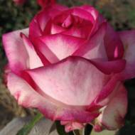 Роза Чайно-гибридна Белла Новая