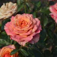 Роза чайно-гибридная Черри Бренди