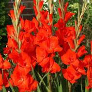 Гладиолус Виктор Борге за 4 шт.
