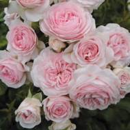 Роза флорибунда Ларриса