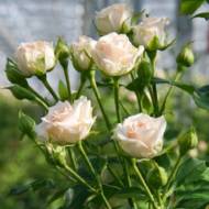 Роза спрей Яна