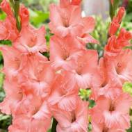 Гладиолус Цитата Флево за 4 шт.