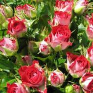 Роза спрей Руби Стар