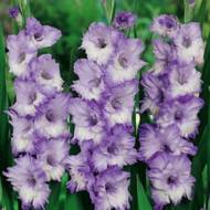 Гладиолус Синий мороз