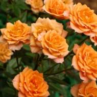 Роза спрей Клементин