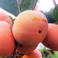 Саженец Хурма Ейтс