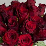 Роза чайно-гибридная Експлорер