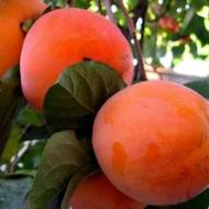 Саджанець Хурма Мідер