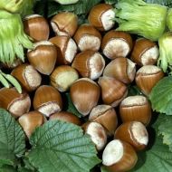 Саженец Фундук Косфорд