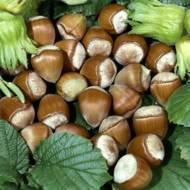 Саженец Фундук Косфорд