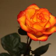 Роза чайно-гибридная Солнышко