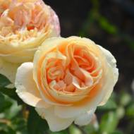 Роза английская Голден Селебрейшн (плетистая)