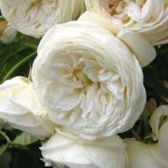 Роза английская Белая Сенсация (кустовая)