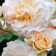 Роза английская Экскалибур (кустовая)