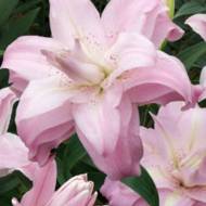 Лилия восточная махровая Accolade