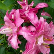 Лилия восточная махровая Double Surprise