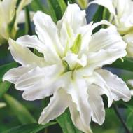 Лилия восточная махровая Snowboard