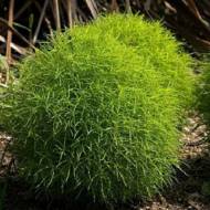 Кохія Літній кипарис за 0,5 г