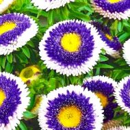 Айстра Блакитний місяць за 0,3 г