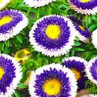 Айстра Блакитний місяць за 0,3 г