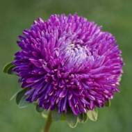 Астра Голубая луна за 0,3 г