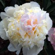 Пион My love (1-2 почки)