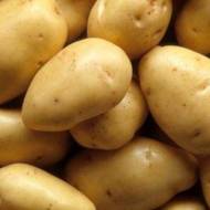 Насіннєва картопля Маверік
