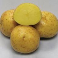 Семенной картофель Коломба