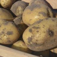 Семенной картофель Коломба