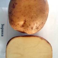 Семенной картофель Зоряна