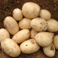 Семенной картофель Орла